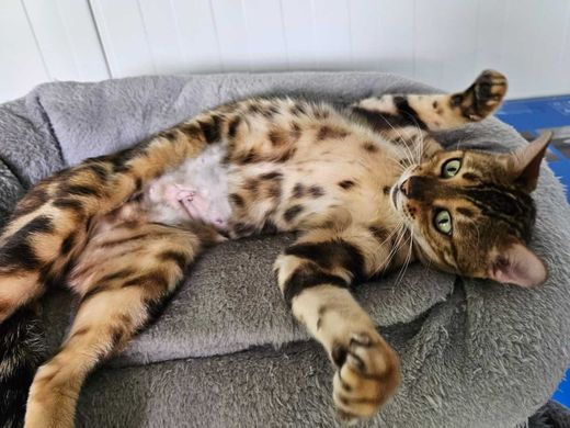 Bengal, seal mink marble tabby