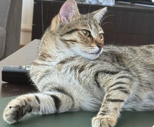 asian taby, grau getigert