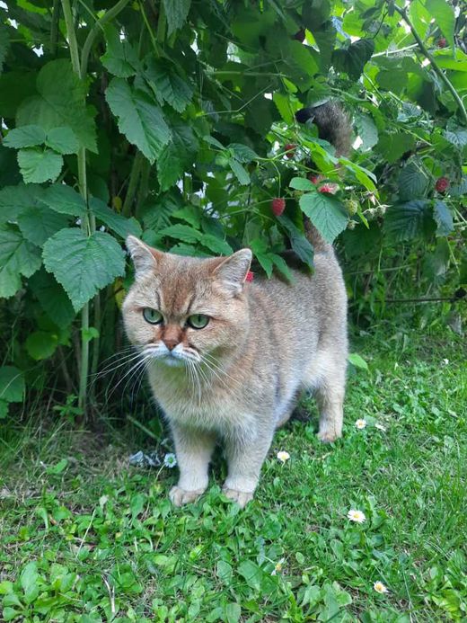 Golden British Shorthair, gold