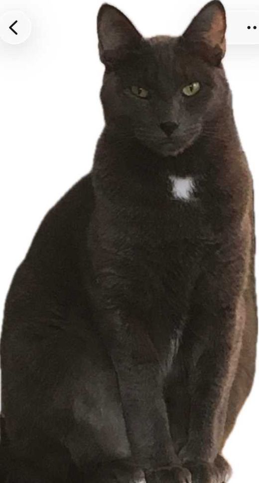 Maine Coon, silber-grau