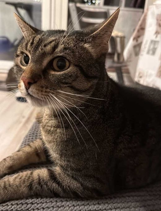 Britisch Kurzhaar-Bengal Cat-Mix, braun-schwarz getigert