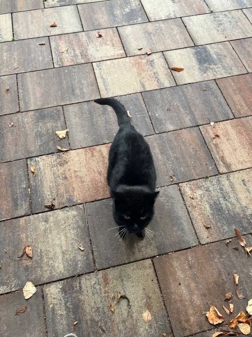 Hauskatze, schwarz