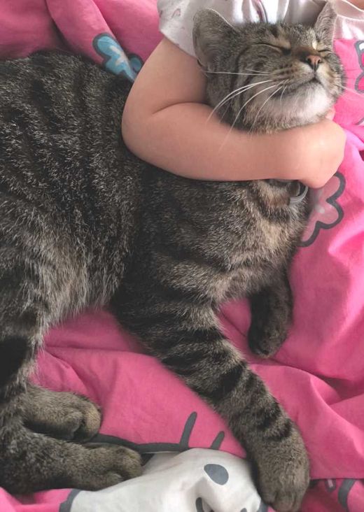 Hauskatze, braun-schwarz getigert