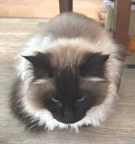 Ragdoll, braun