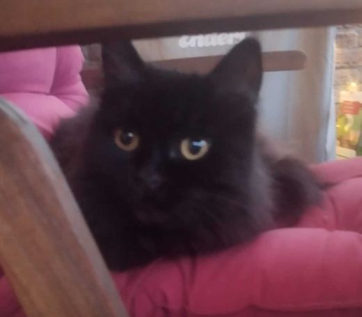 Maine Coon-Britisch Kurzhaar-Mix, schwarz