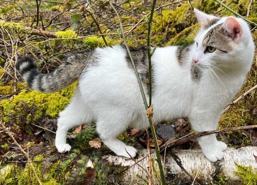Hauskatze, weiß mit getigerten Abz.