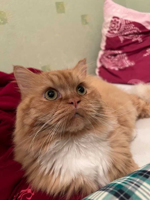Perserkatze, orange weiß