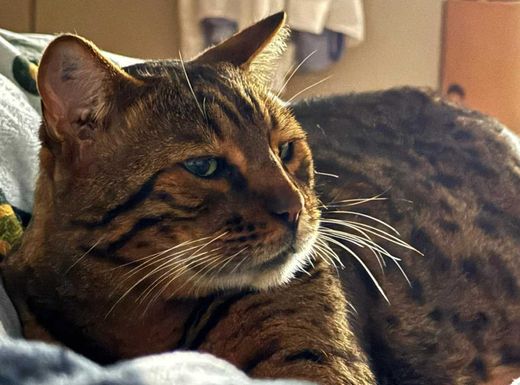 Bengal Cat, rosette