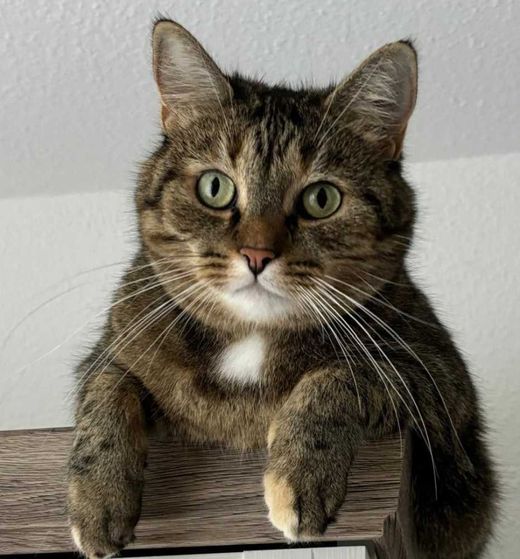 Hauskatze, bräunlich