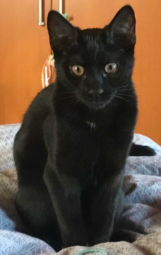 Hauskatze, schwarz