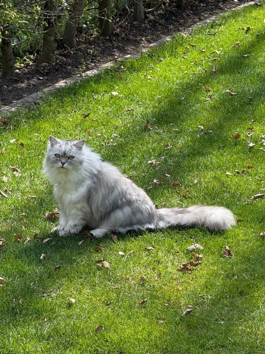 Perserkatze, weiß-grau getigert