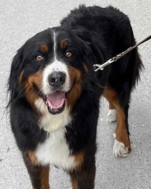 Berner Sennenhund, schwarz mit braun-weiß