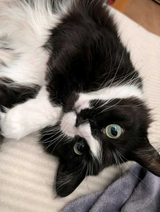 Maine Coon-Mix, schwarz/weiß