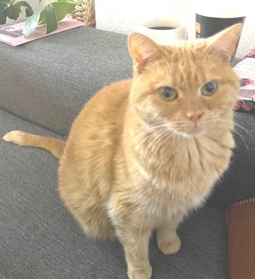 Hauskatze, orange