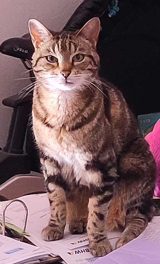 Bengal Cat-Mix, grau-braun gestromt