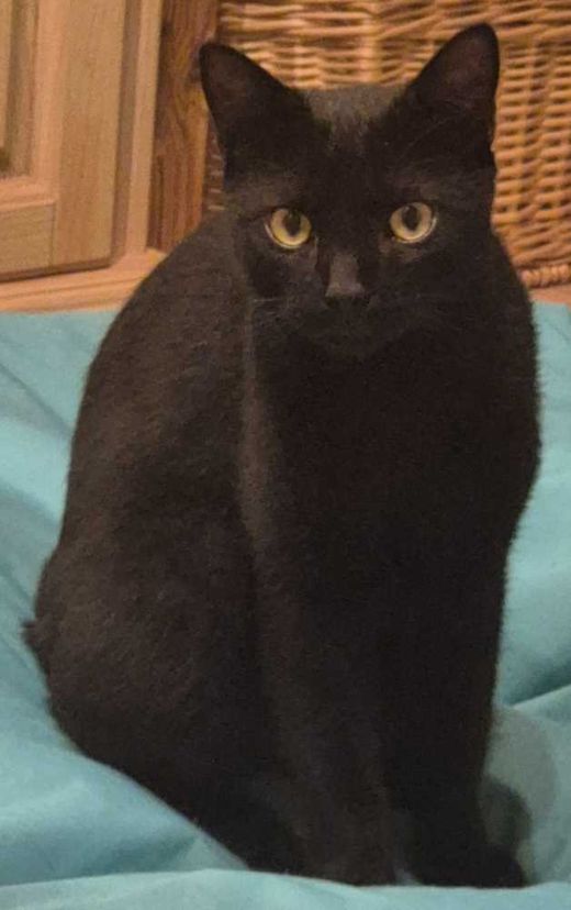 Europäisch Kurzhaar, schwarz