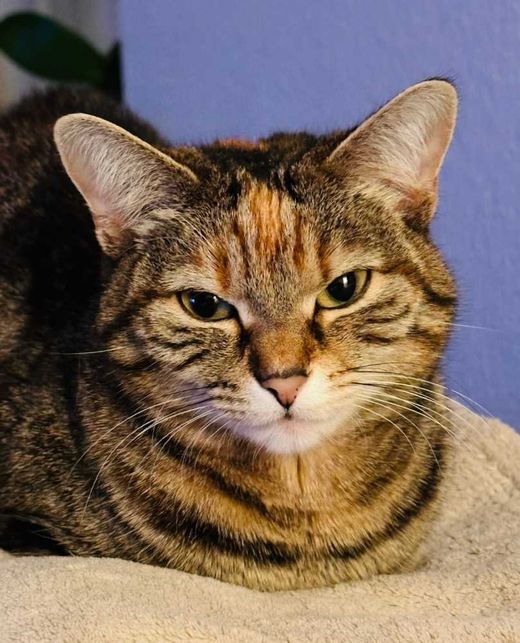 Hauskatze-Europäisch Kurzhaar-Mix, hell-dunkelbraun getigert