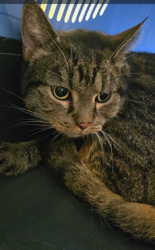 Mischling, getigert