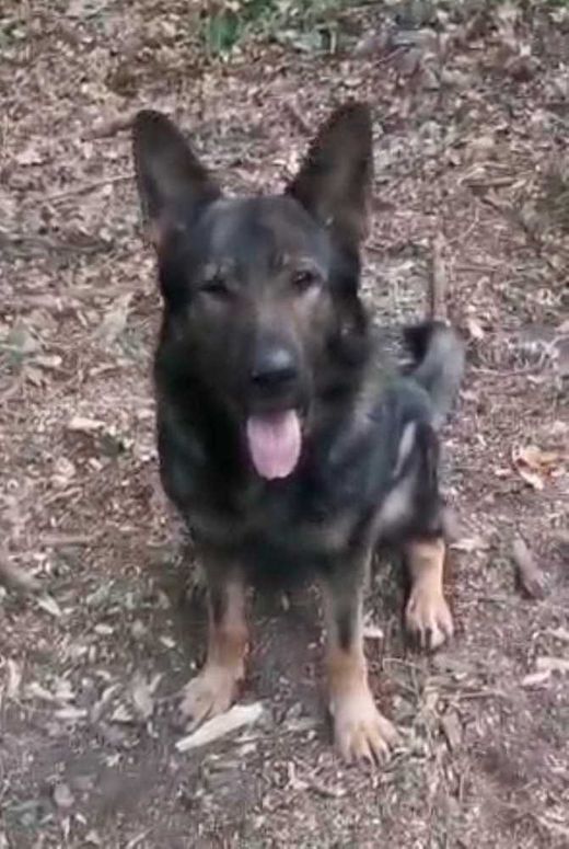 Deutscher Schäferhund, grau