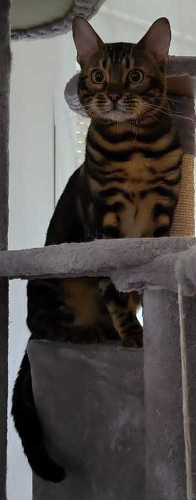Bengal Cat, dunkelbraun-gelb gestr.