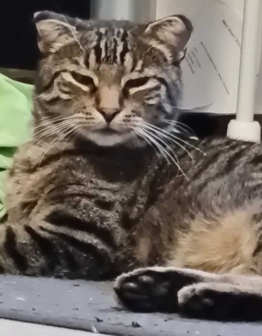 Hauskatze, braun schwarz gestreift