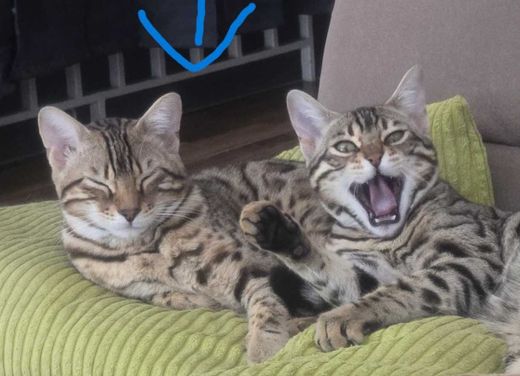 Bengal Cat, gold spotted