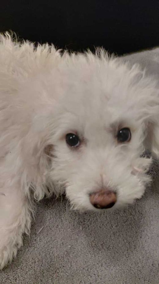 Bichon Frisee-Mix, weiß
