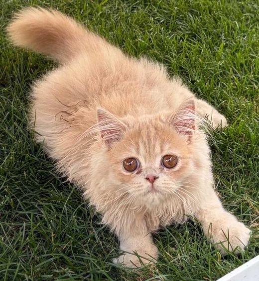 Perserkatze, beige
