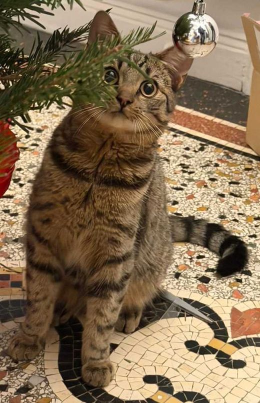 Mischling, getigert