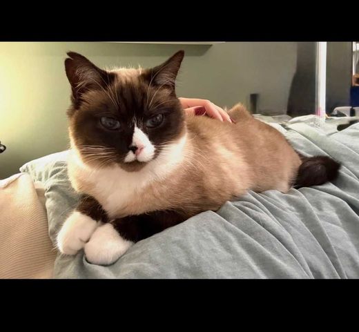 Ragdoll, colourpoint mitted