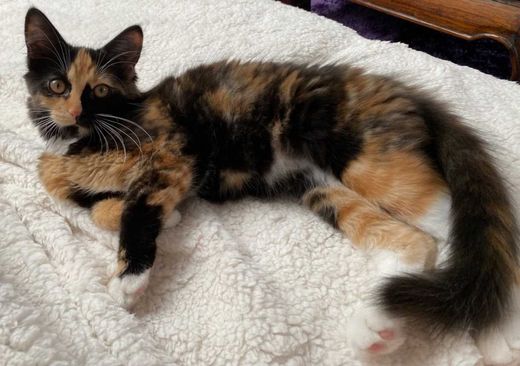 Europäische Langhaarkatze, Schwarz-weiß-rot