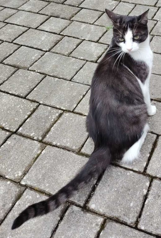 Hauskatze, weiß-schwarz-grau