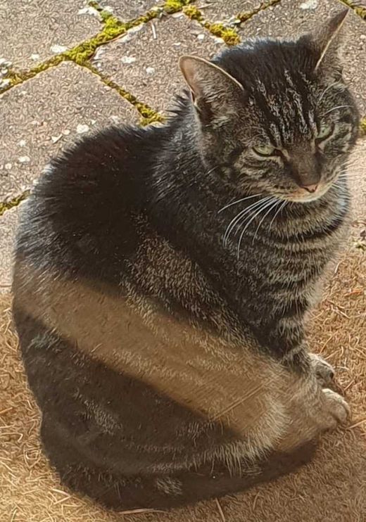 Hauskatze, getigert