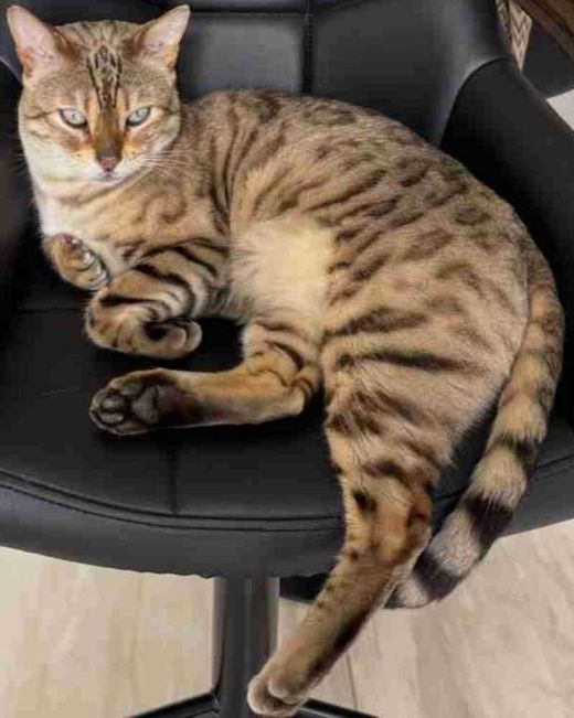 Bengal Cat, snow-brown