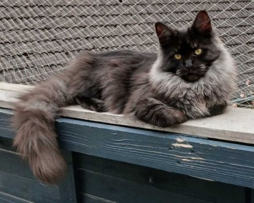 Maine Coon, black-smoke