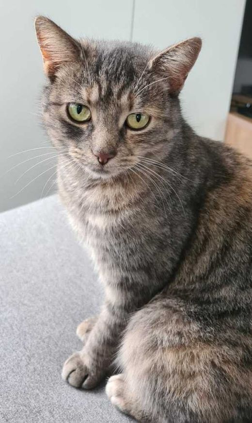 Hauskatze, grau-weiß getigert