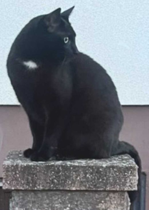 Europäisch Kurzhaar, schwarz