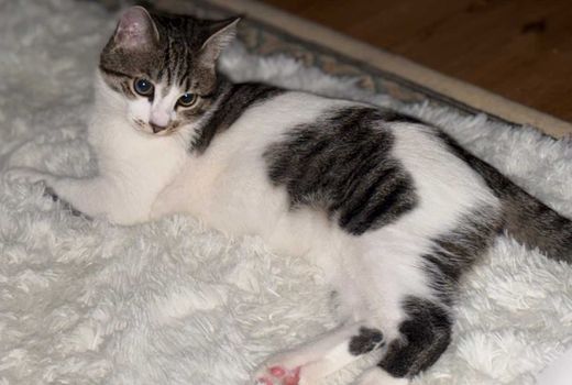 Hauskatze-türkische-Mix, schwarz und weiß