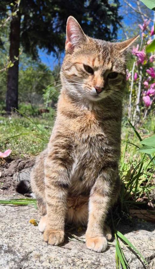 Hauskatze, grau gelb schwarz weiß