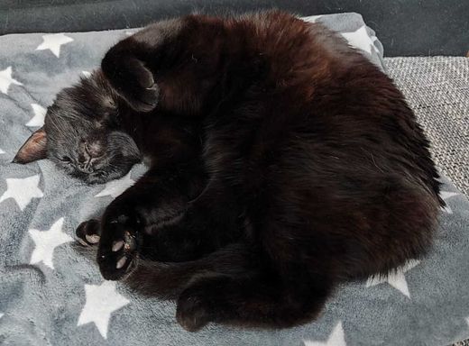 Europäisch Kurzhaar, schwarz mit weißen Abz