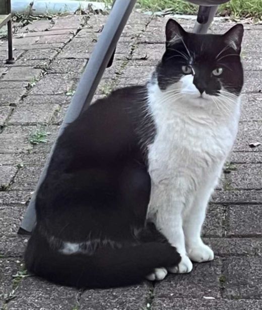 Europäisch Kurzhaar, Schwarz weiss