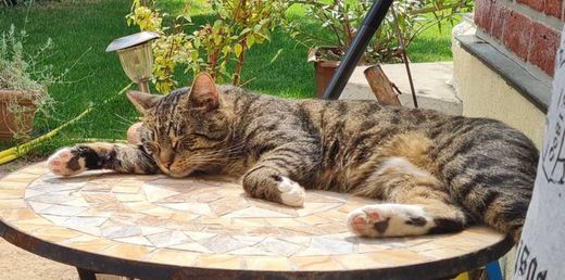 Hauskatze, getiegert