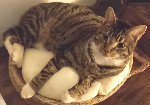 Bengal Cat-Mix, tabby mit weißen Abz.