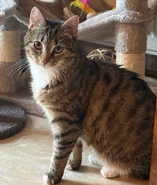 Hauskatze, getigert grau rötlich