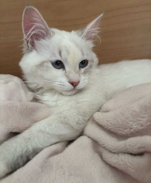 Sibirische Katze-Neva Masquerade-Mix, torbie silver color point