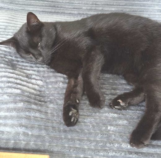 Hauskatze, nußbraun
