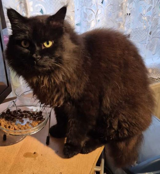 Langhaarkatze-Maine Coon-Mix, schwarz-grau