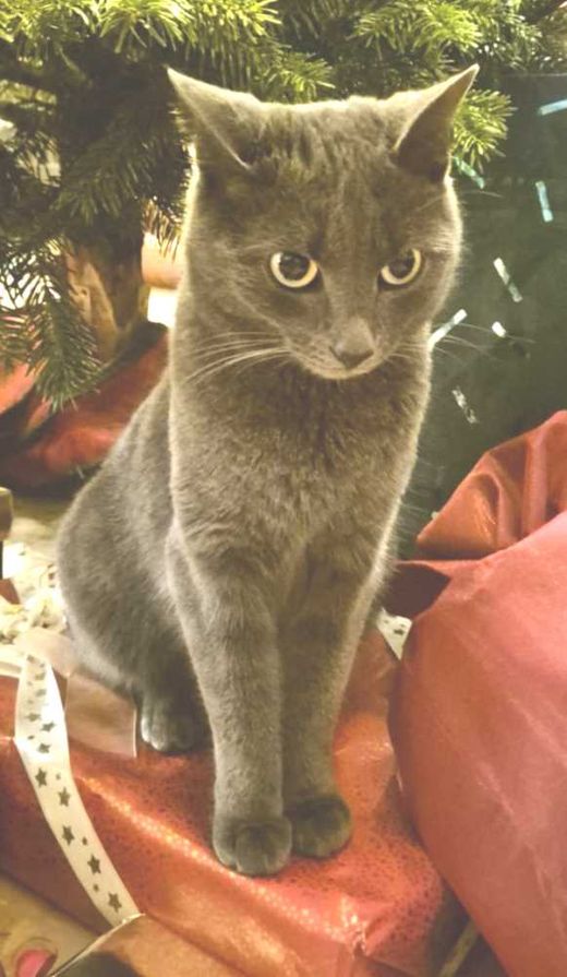 Hauskatze, grau