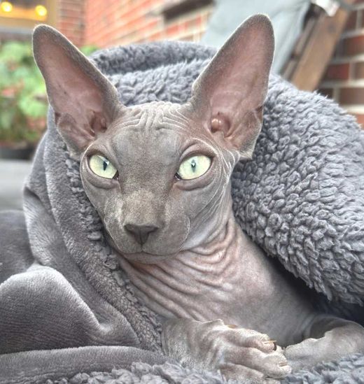 Sphinx Nacktkatze, grau