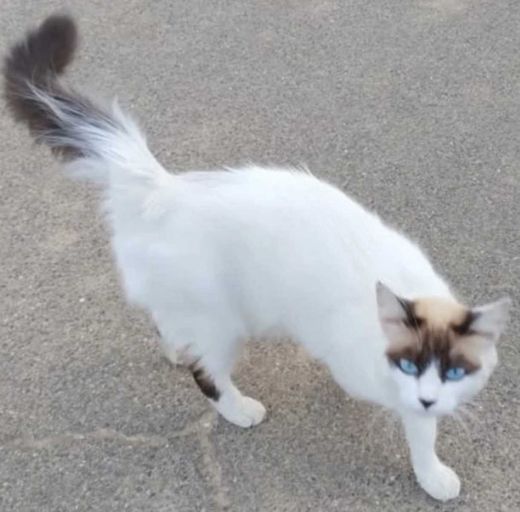 Hauskatze-Mix, weiß/creme braun